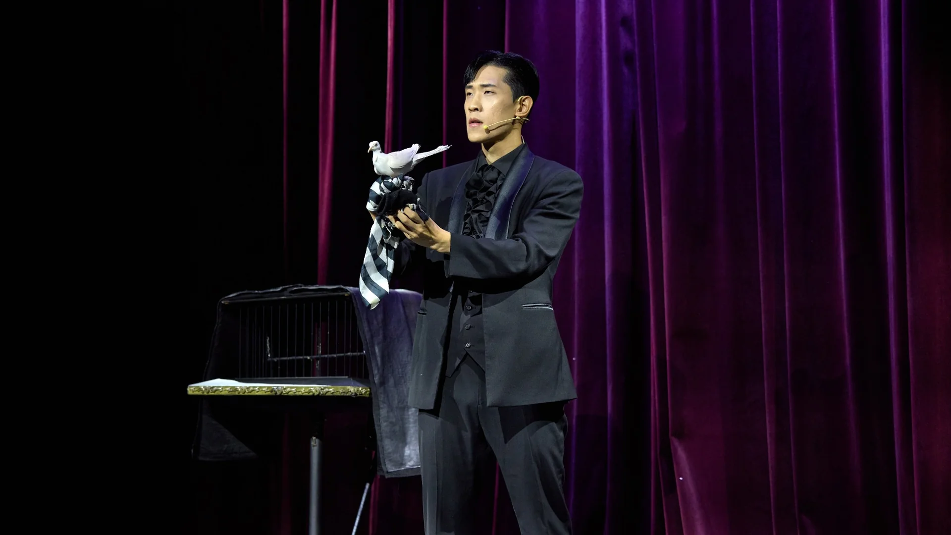 비둘기 마술 퍼포먼스